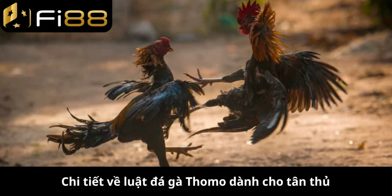 Chi tiết về luật đá gà Thomo dành cho tân thủ