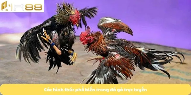 Các hình thức phổ biến trong đá gà trực tuyến