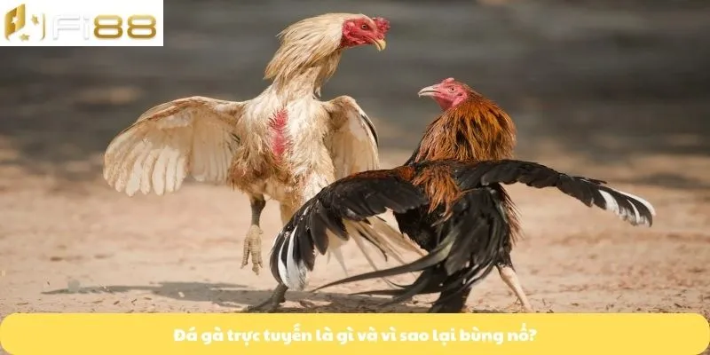 Chiến lược thắng lớn trong đá gà trực tuyến