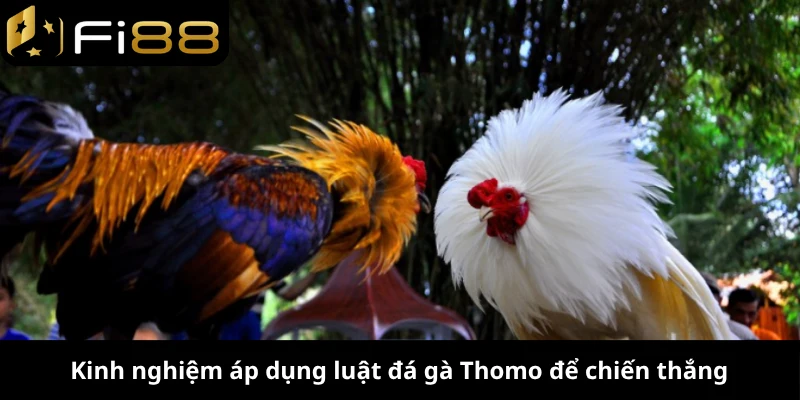 Kinh nghiệm áp dụng luật đá gà Thomo để chiến thắng