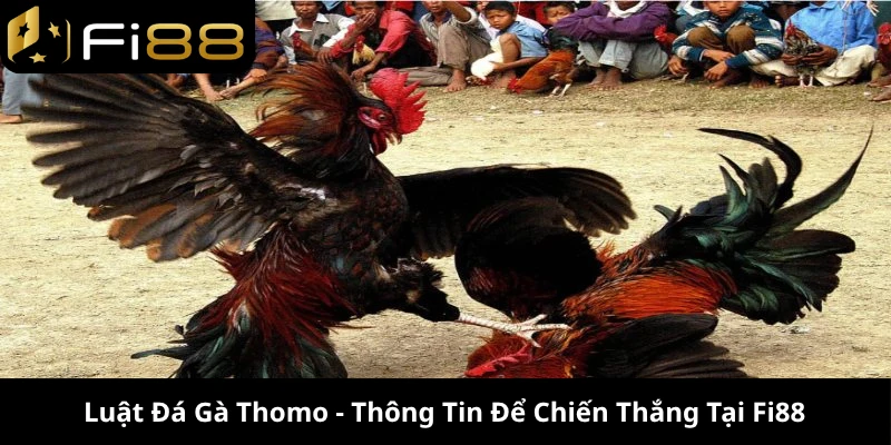 luật đá gà Thomo