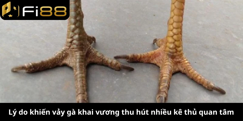 Lý do khiến vảy gà khai vương thu hút nhiều kê thủ quan tâm